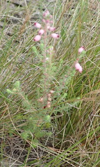 Erica racemosa