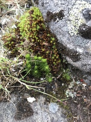 Huperzia appressa