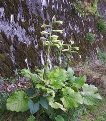 Cardiocrinum cordatum