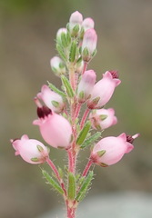 Erica racemosa
