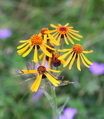 Tephroseris flammea