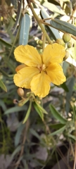 Senna roemeriana