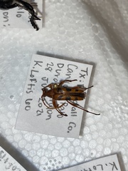 Strangalia sexnotata