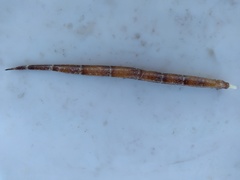 Cosmocampus albirostris