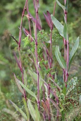 Gypsophila altissima