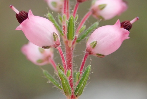 Image of Erica racemosa by (c) Nicola van Berkel, some rights reserved (CC BY-SA)