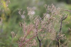 Gypsophila altissima