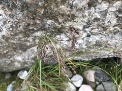 Luzula spicata