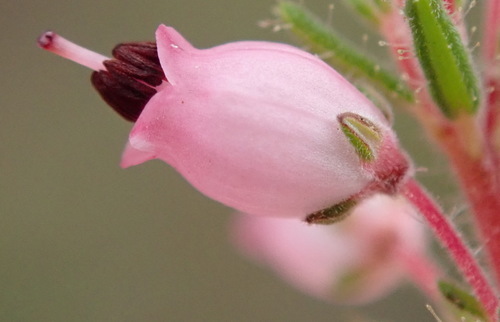 Image of Erica racemosa by (c) Nicola van Berkel, some rights reserved (CC BY-SA)