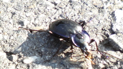 Carabus amplipennis
