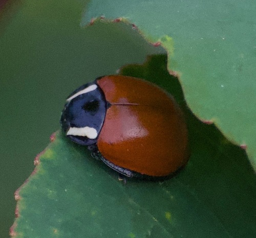 LeConte's Giant Lady Beetle