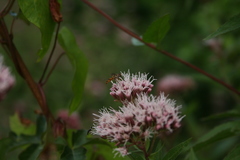 Epistrophe grossulariae