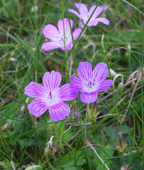 Geranium yesoense nipponicum