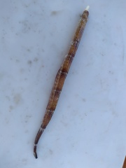 Cosmocampus albirostris