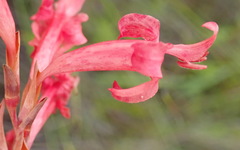 Tritoniopsis burchellii