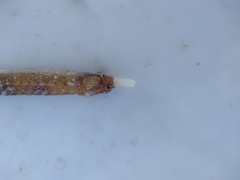 Cosmocampus albirostris