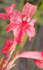 Tritoniopsis burchellii