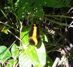 Catonephele mexicana