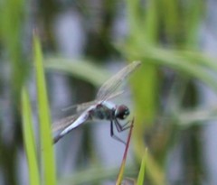 Brachydiplax