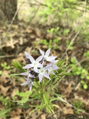 Amsonia