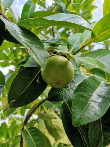 Diospyros nigra