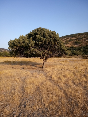 Image of Quercus ithaburensis by (c) Fabrizio Benedetti, some rights reserved (CC BY)