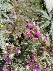 Carduus carlinoides