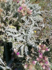Carduus carlinoides