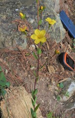 Hypericum philonotis