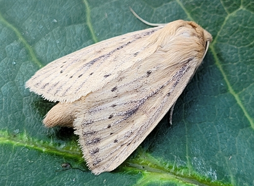 Yellow Sedge Borer Moth photo 2