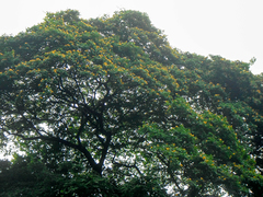 Gonopterodendron arboreum