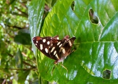 Catonephele mexicana
