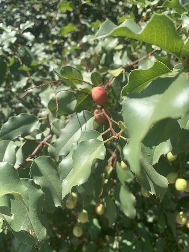 photo of Plums, Cherries, And Allies (Prunus)