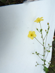 Hypericum philonotis