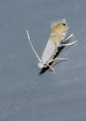 Phyllonorycter argentifimbriella