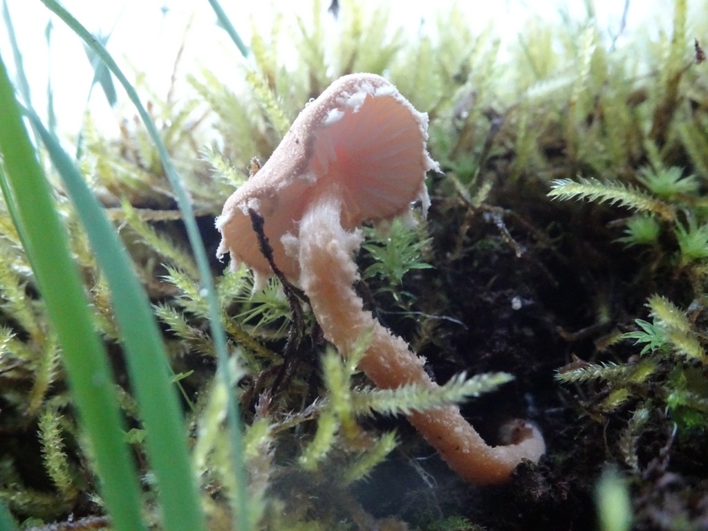 Cystoderma amianthinum · August 2021 · photo: © soldemarmaulina (iNaturalist, cc-by)