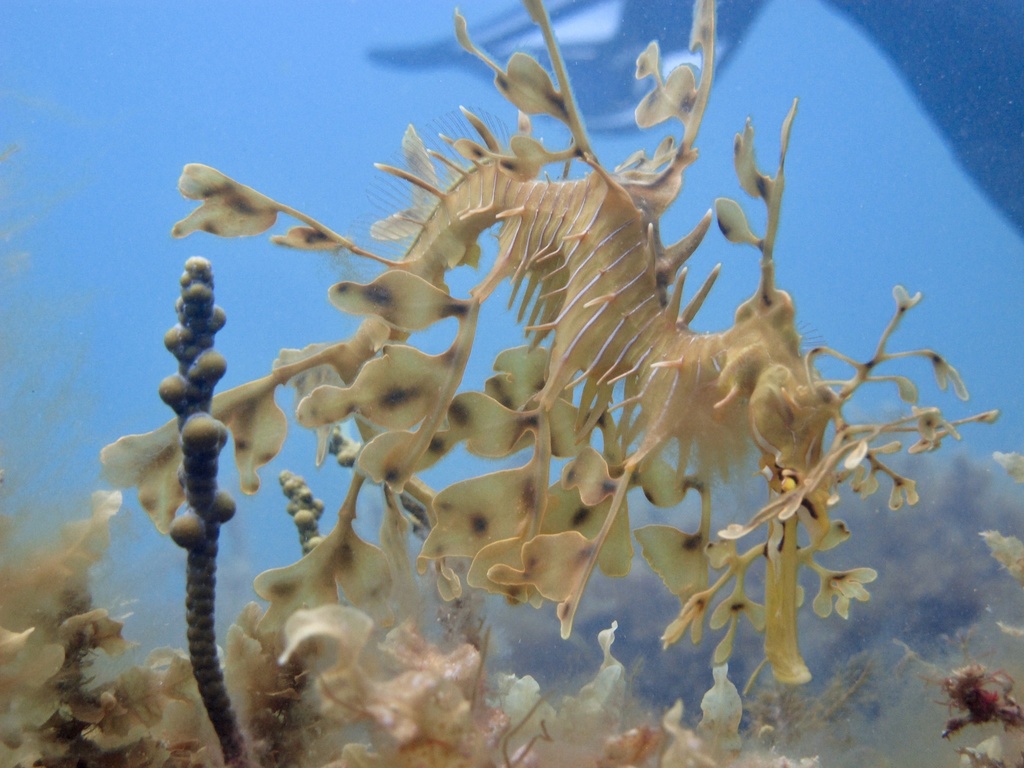 Leafy Sea Dragon (Phycodurus eques)