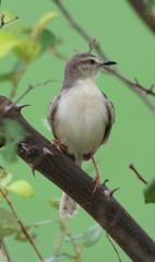 Prinia inornata