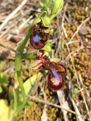 Ophrys speculum