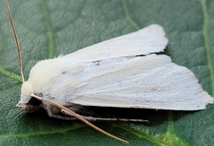 Copablepharon viridisparsa