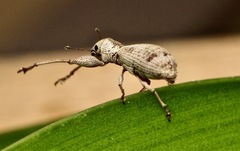 Pandeleteius defectus