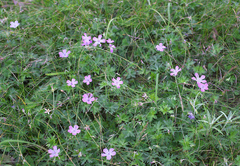 Geranium yesoense nipponicum