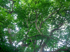 Gonopterodendron arboreum