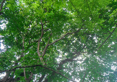 Gonopterodendron arboreum