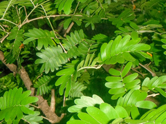 Gonopterodendron arboreum