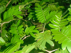 Gonopterodendron arboreum