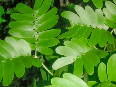 Gonopterodendron arboreum