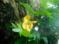 Gonopterodendron arboreum