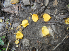 Gonopterodendron arboreum