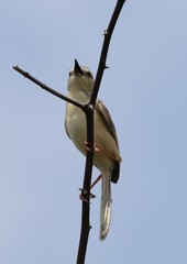 Prinia inornata